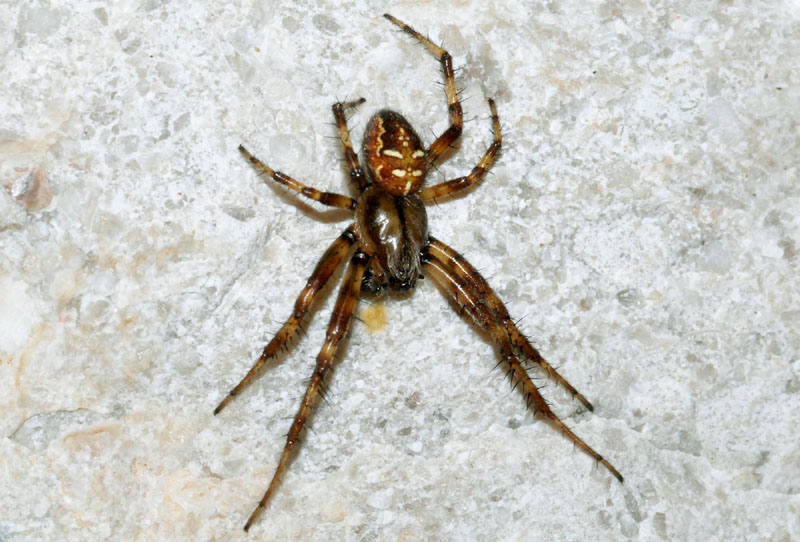 Araneus quadratus - Monte Faverghera (BL)